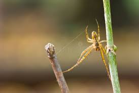 Attēlu rezultāti vaicājumam “Metellina segmentata”