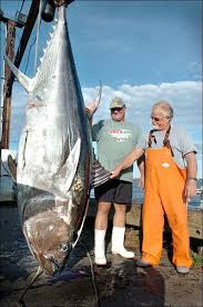Image result for Thunnus thynnus