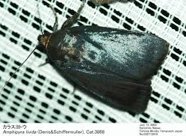 Attēlu rezultāti vaicājumam “Amphipyra livida”