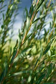 Attēlu rezultāti vaicājumam “Salix purpurea”