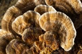 Attēlu rezultāti vaicājumam “Gloeophyllum odoratum”