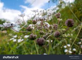 Attēlu rezultāti vaicājumam “Torilis japonica fruit”