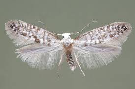 Attēlu rezultāti vaicājumam “Argyresthia spinosella”