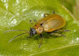 Attēlu rezultāti vaicājumam “Lochmaea caprea”