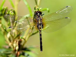 Attēlu rezultāti vaicājumam “Leucorrhinia albifrons female”