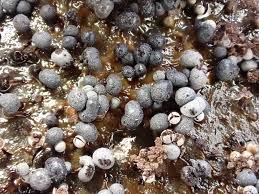 Attēlu rezultāti vaicājumam “Cribraria violacea”