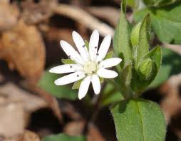 Attēlu rezultāti vaicājumam “Stellaria crassifolia leaf”