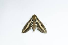 Attēlu rezultāti vaicājumam “Hyles gallii”