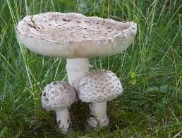 Attēlu rezultāti vaicājumam “Amanita strobiliformis”