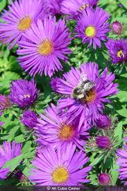 Image result for Aster novae-angliae