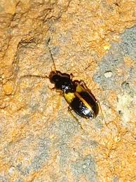 Attēlu rezultāti vaicājumam “Acupalpus flavicollis”