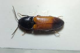 Attēlu rezultāti vaicājumam “Ampedus balteatus”