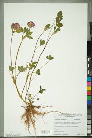 Attēlu rezultāti vaicājumam “Trifolium pratense”