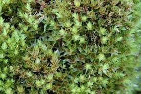 Attēlu rezultāti vaicājumam “Bryum pallens”