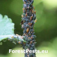 Attēlu rezultāti vaicājumam “Aphis farinosa”