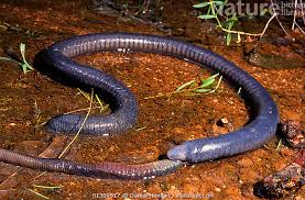 Attēlu rezultāti vaicājumam “Caenolyda reticulata”