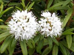 Attēlu rezultāti vaicājumam “Ledum palustre leaf”