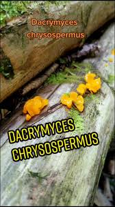 Attēlu rezultāti vaicājumam “Dacrymyces chrysospermus spores”