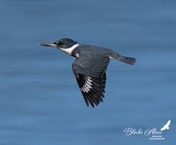 Image result for Kingfisher Twirling Team