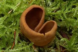 Attēlu rezultāti vaicājumam “Otidea leporina”