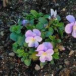 Attēlu rezultāti vaicājumam “Viola x williamsii”