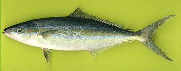 Image result for Elagatis bipinnulata