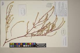 Attēlu rezultāti vaicājumam “Corispermum hyssopifolium fruit”