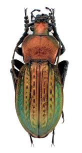 Attēlu rezultāti vaicājumam “Carabus cancellatus”