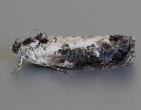 Attēlu rezultāti vaicājumam “Hedya salicella”