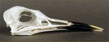 Attēlu rezultāti vaicājumam “Sterna sandvicensis adult”