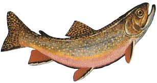Image result for Salvelinus fontinalis