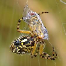 Attēlu rezultāti vaicājumam “Aculepeira ceropegia”