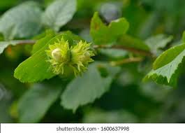 Attēlu rezultāti vaicājumam “Corylus avellana fruit”