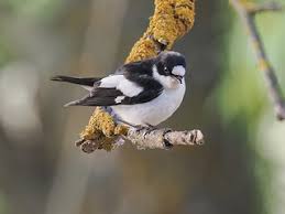 Attēlu rezultāti vaicājumam “Ficedula hypoleuca”