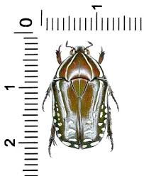 Attēlu rezultāti vaicājumam “Scarabaeidae”