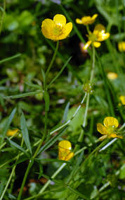 Attēlu rezultāti vaicājumam “Ranunculus auricomus leaf”