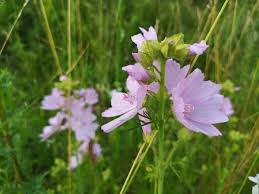 Attēlu rezultāti vaicājumam “Malva moschata flower”