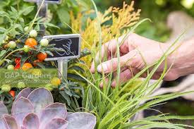 Attēlu rezultāti vaicājumam “Corynephorus canescens fruit”