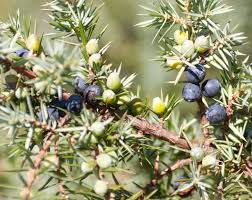 Attēlu rezultāti vaicājumam “Juniperus communis fruit”