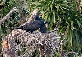 Attēlu rezultāti vaicājumam “Phalacrocorax carbo nest”