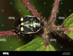 Attēlu rezultāti vaicājumam “Eurydema oleracea”