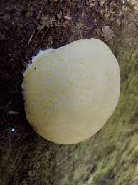 Attēlu rezultāti vaicājumam “Reticularia lycoperdon young”