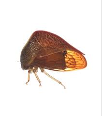 Attēlu rezultāti vaicājumam “Membracidae”