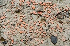 Attēlu rezultāti vaicājumam “Dibaeis baeomyces”