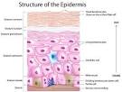 <b>Epidermis</b> | Anatomy of the Skin | Alchemilla, Oregon