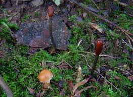 Attēlu rezultāti vaicājumam “Cordyceps ophioglossoides”