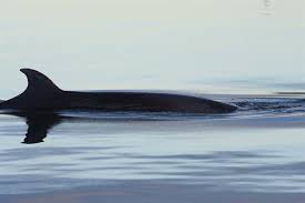 Image result for Balaenoptera borealis