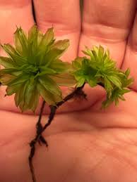 Attēlu rezultāti vaicājumam “Rhodobryum roseum”