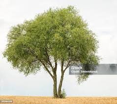 Attēlu rezultāti vaicājumam “Salix fragilis”