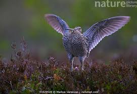 Image result for Gallinago media